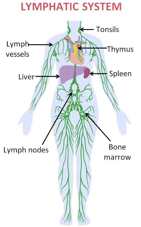 Different points of lymphatic system on the body